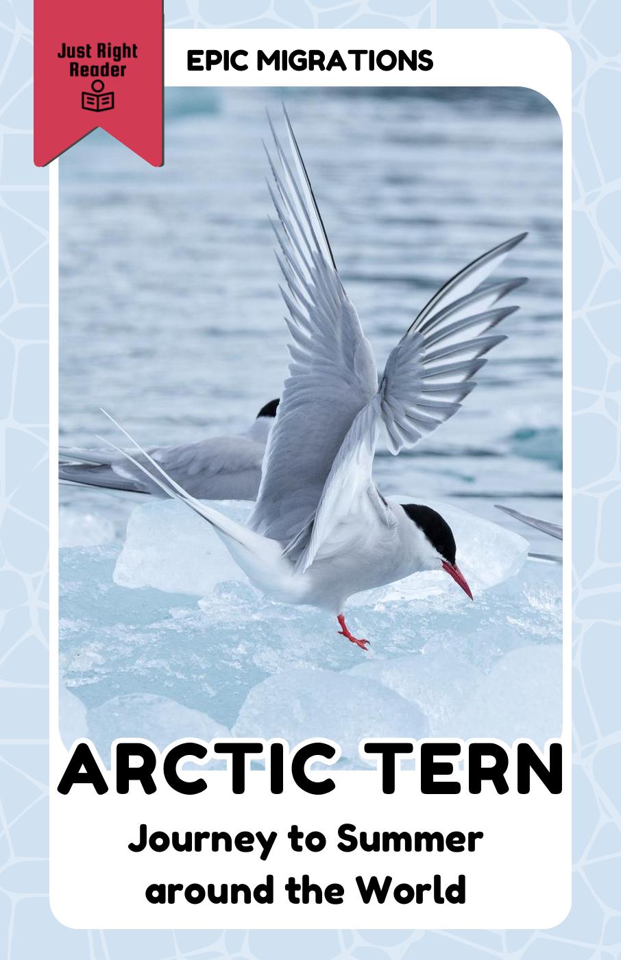 Arctic Tern: Journey to Summer Around the World - Just Right Reader