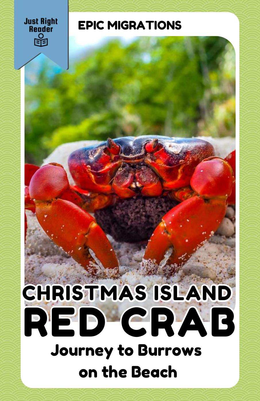 Christmas Island Red Crab: Journey to Burrows on the Beach