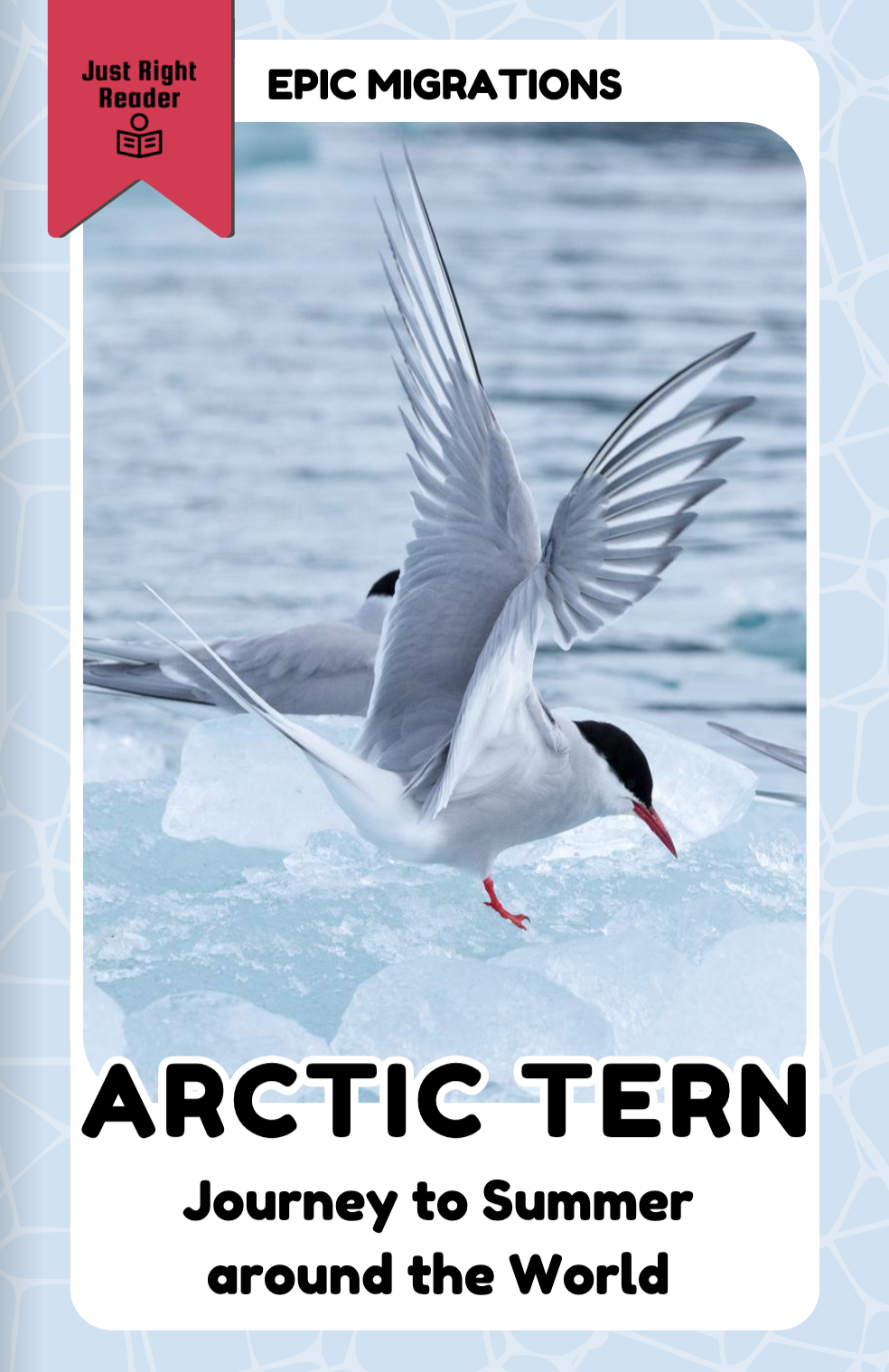 Arctic Tern