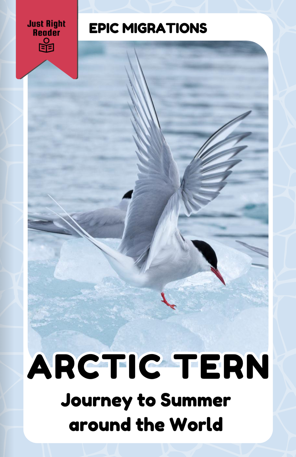 Arctic Tern - Just Right Reader