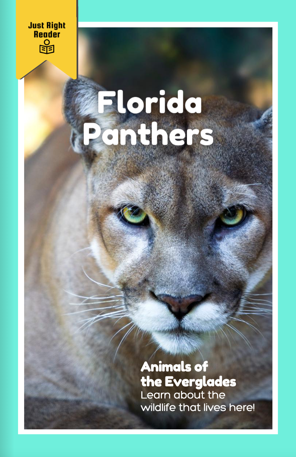 Animals of the Everglades: Florida Panthers