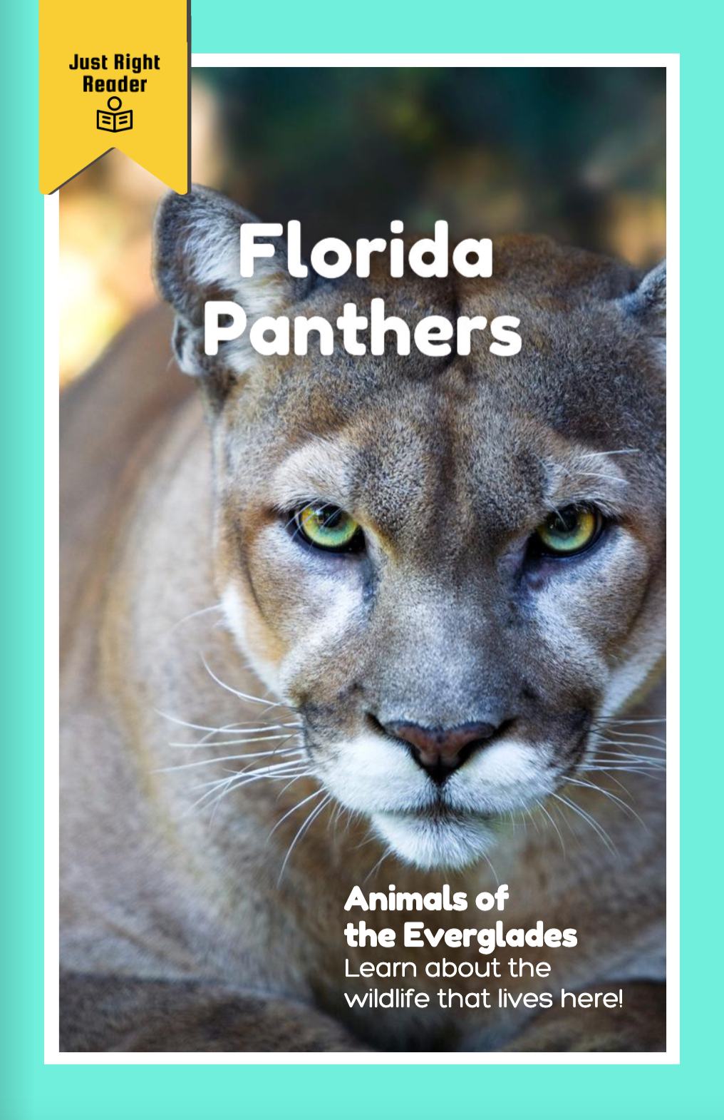 Animals of the Everglades: Florida Panthers - Just Right Reader