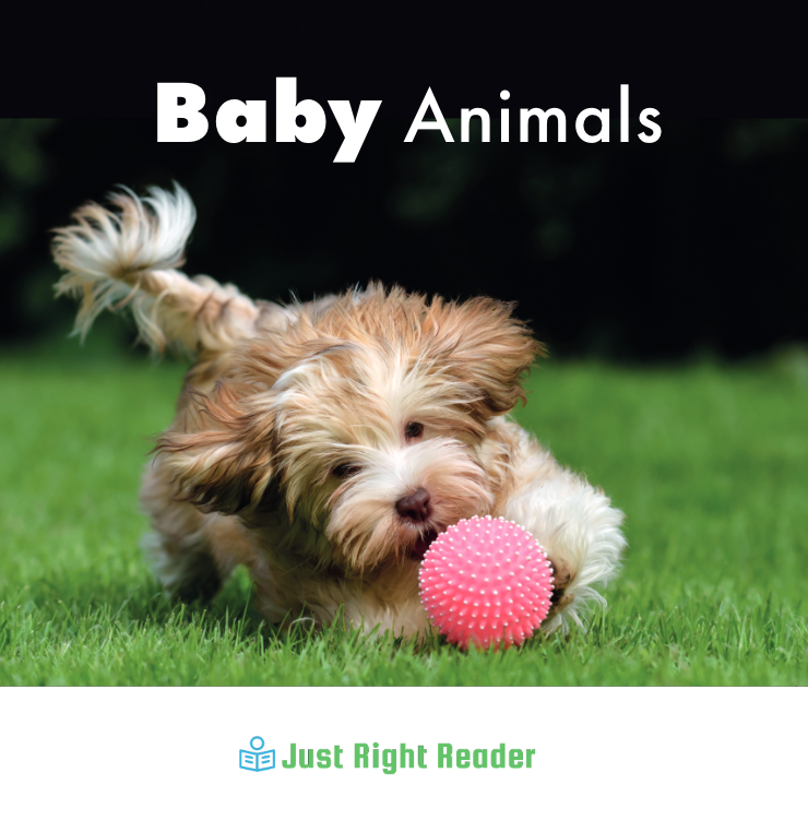 Baby Animals - Just Right Reader