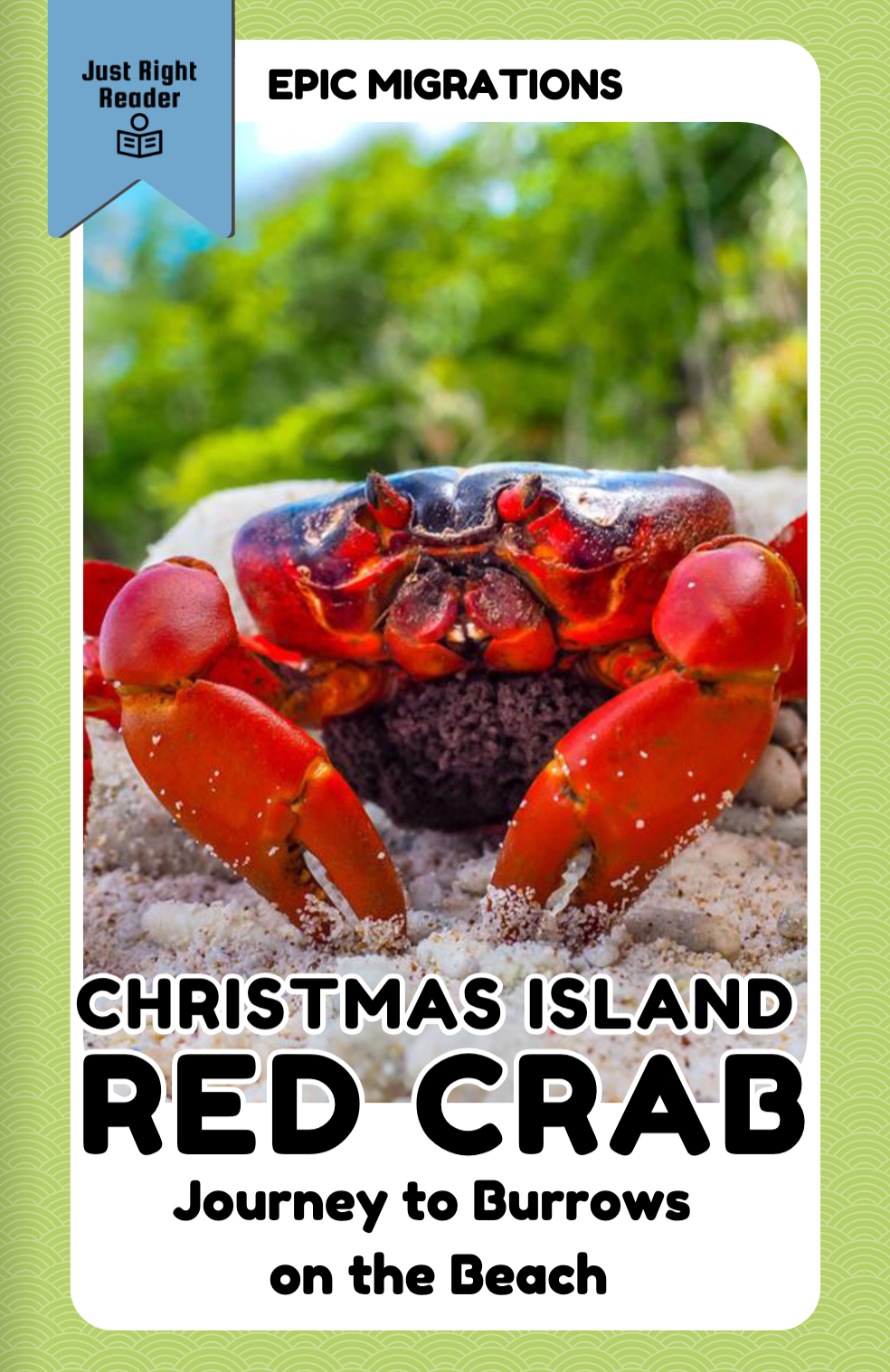 Christmas Island Red Crab