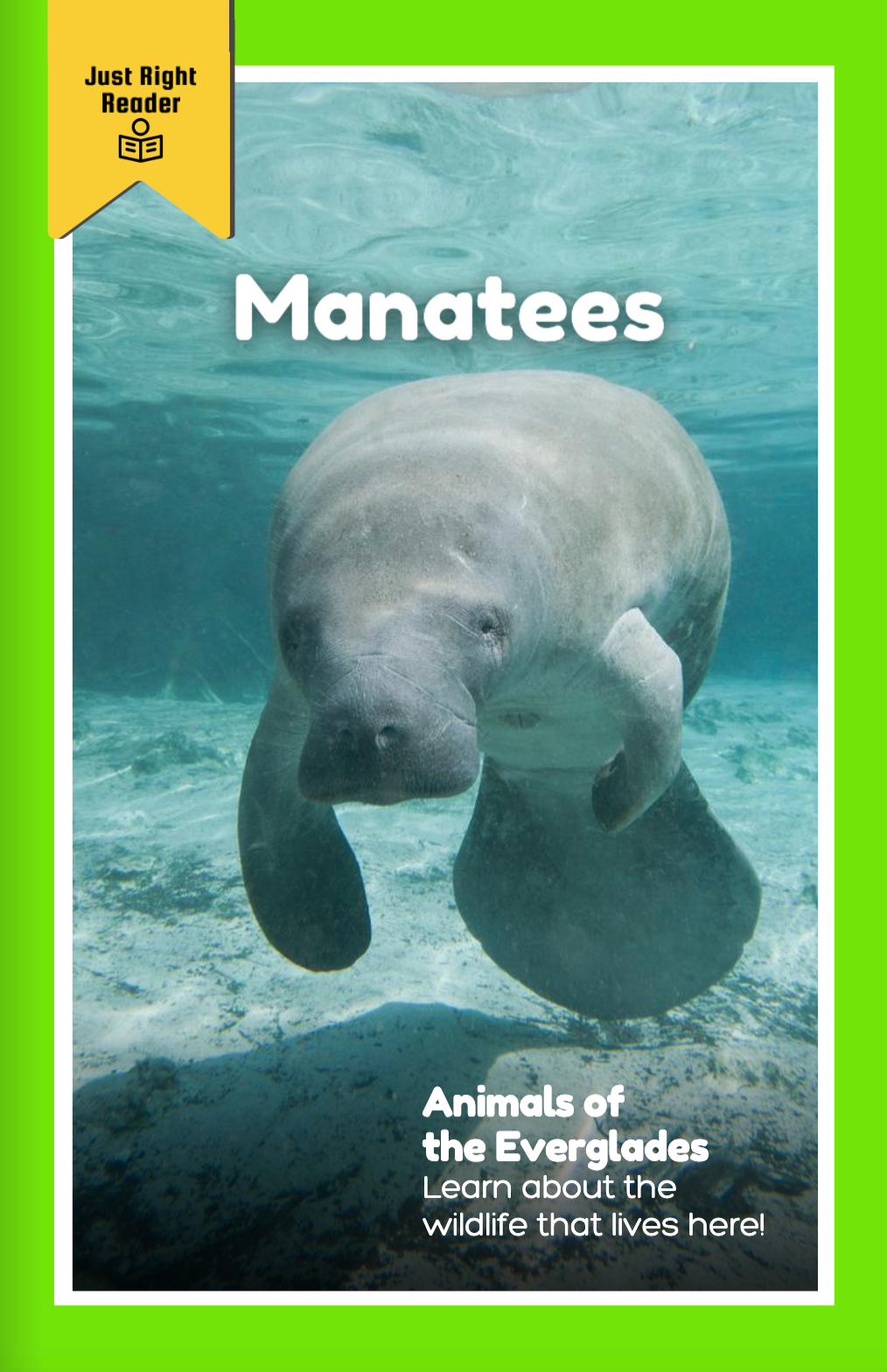 Animals of the Everglades: Manatees